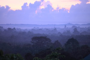 rainforest_morning