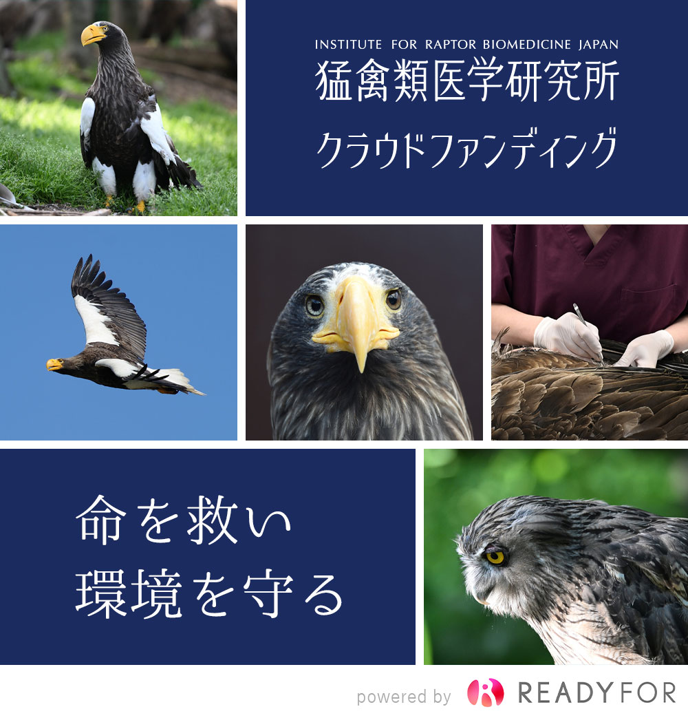 猛禽類医学研究所 クラウドファンディングのご紹介