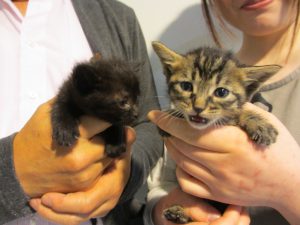 大阪市獣医師会「子猫リレー事業」を支援しています