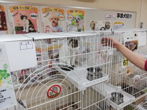 名古屋市「目指せ殺処分ゼロ！犬猫サポート寄附金」へのふるさと納税について