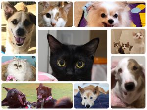 【保護犬猫支援基金】3ヶ月間で1,025,000円（205頭分）を支出しました