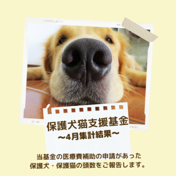 保護犬猫支援基金 4月集計結果のご報告