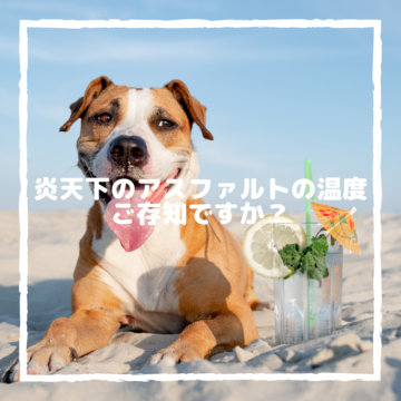 今年も炎天下のアスファルトにご注意ください！