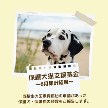 保護犬猫支援基金 6月集計結果のご報告