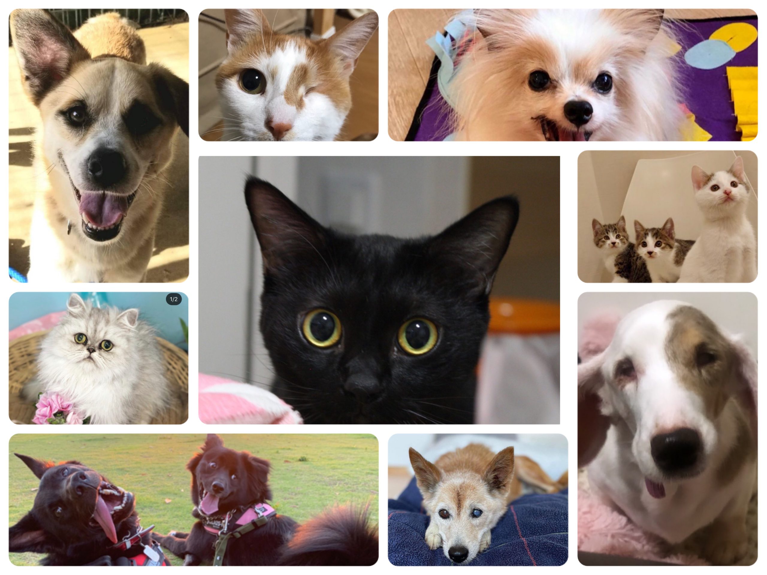 保護犬猫支援基金 3ヶ月間で1 025 000円 5頭分 を支出しました クリステル ヴィ アンサンブル